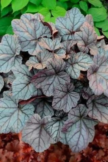 Гейхера гібридна Роуз Кварц|Heuchera hybrida Rose Quartz|Гейхера гибридная Роуз Кварц